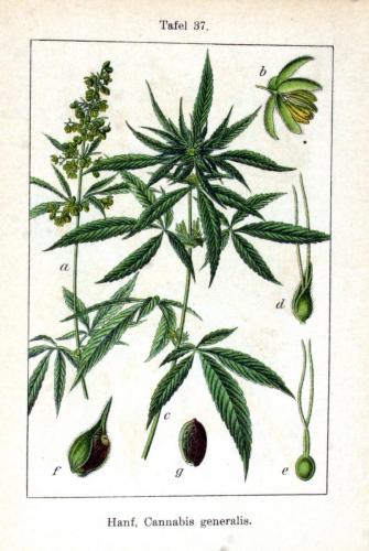 Cannabis-Sativa-LeRiff.ch-cbd-weed-marijuana-14